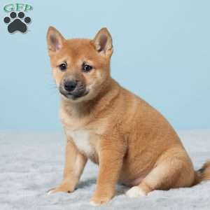 Tillie, Shiba Inu Puppy